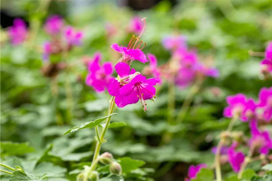 Geranium macrorrhizum 'Czakor'