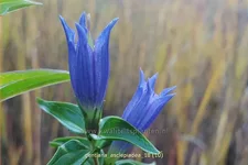 Gentiana asclepiadea