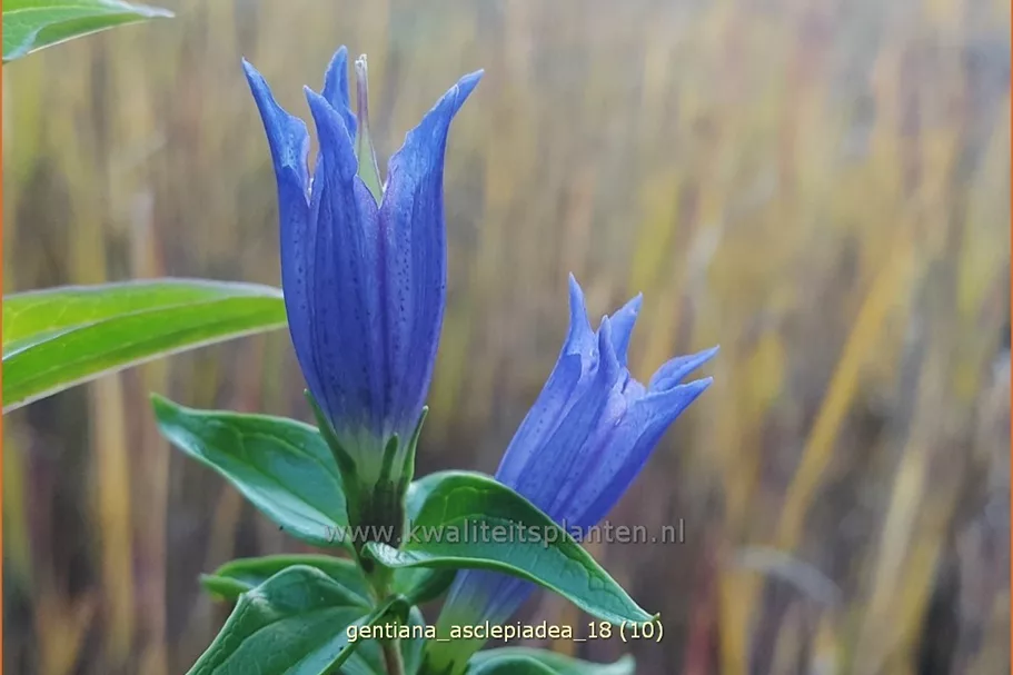 Gentiana asclepiadea
