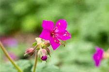 Geranium macrorrhizum 'Czakor'