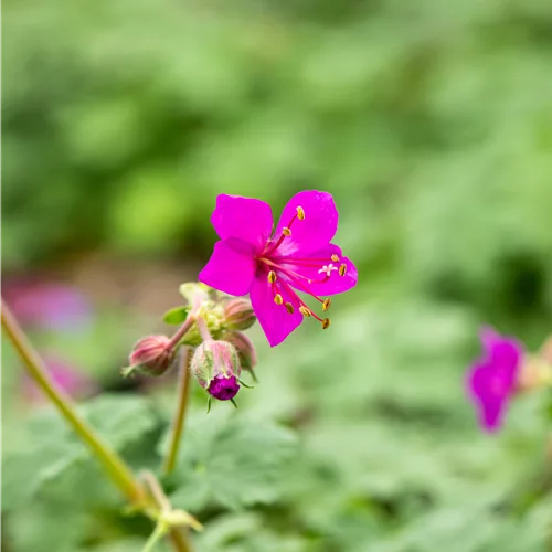 Geranium macrorrhizum 'Czakor'