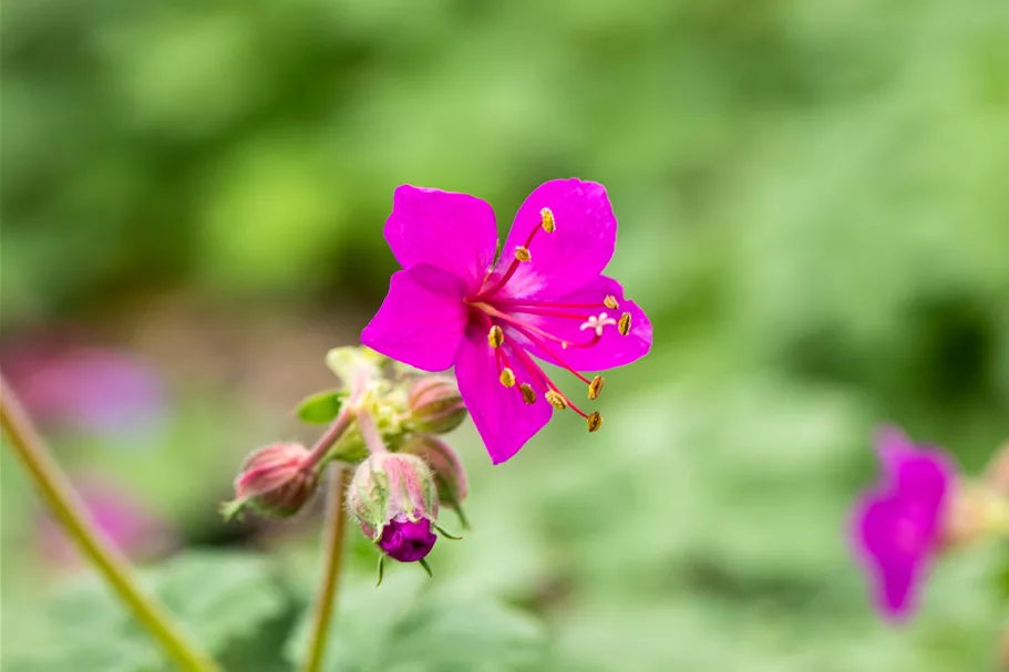 Geranium macrorrhizum 'Czakor'