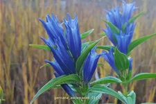 Gentiana asclepiadea