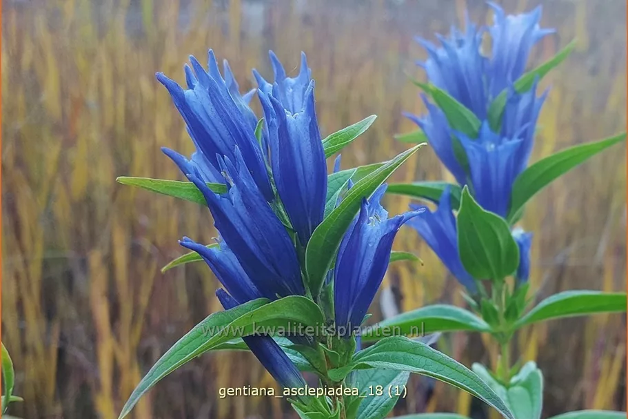 Gentiana asclepiadea