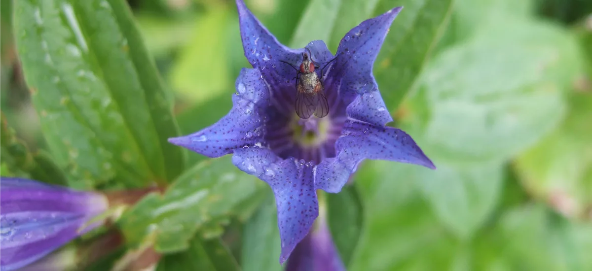Gentiana cruciata