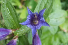 Gentiana asclepiadea
