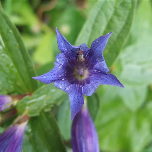 Gentiana cruciata