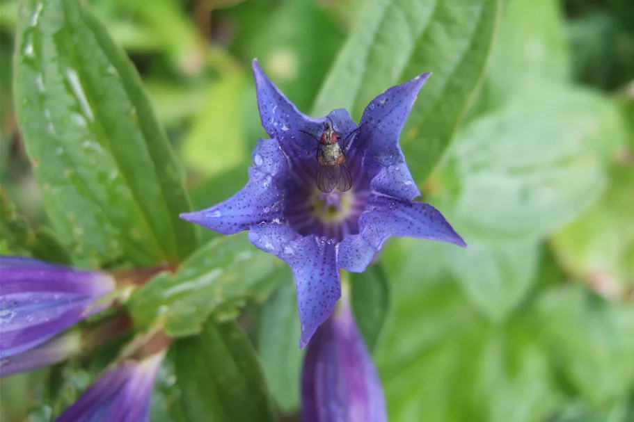 Gentiana asclepiadea