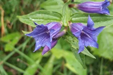 Gentiana asclepiadea