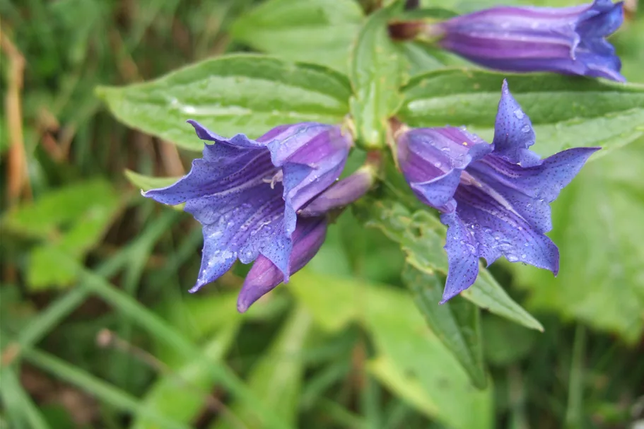 Gentiana asclepiadea
