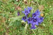 Gentiana asclepiadea