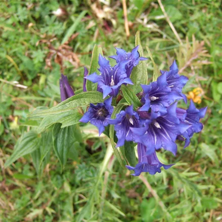 Gentiana asclepiadea
