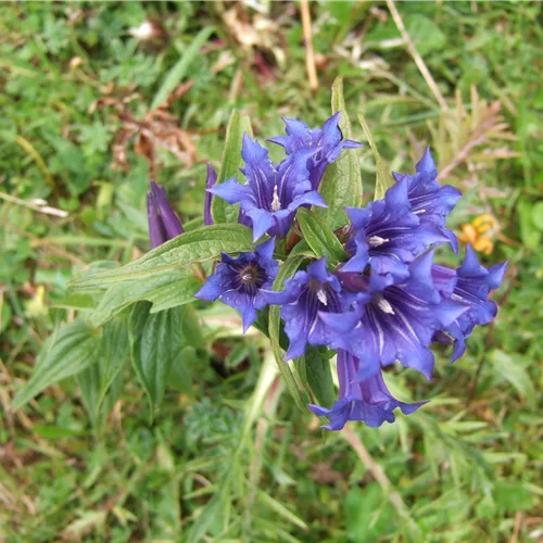 Gentiana asclepiadea