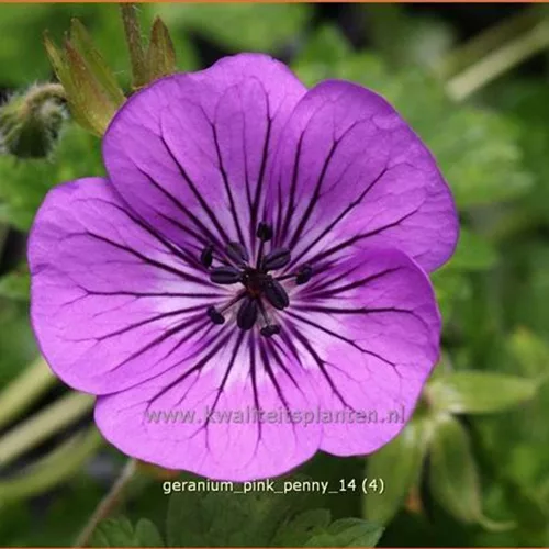 Geranium wallichianum 'Pink Penny'®