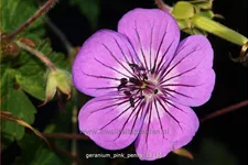 Geranium wallichianum 'Pink Penny'®