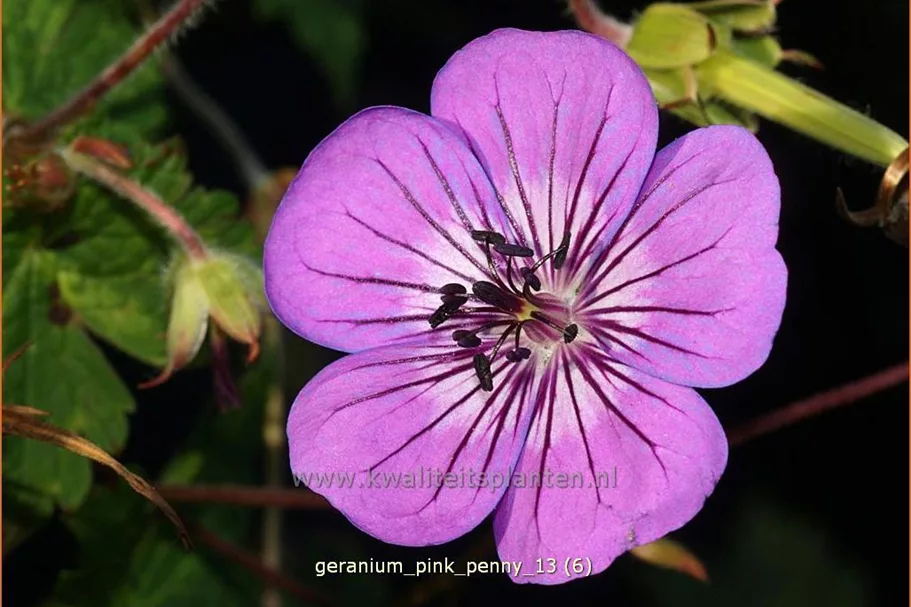 Geranium wallichianum 'Pink Penny'®