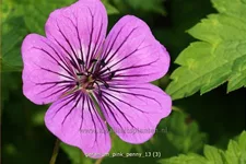 Geranium wallichianum 'Pink Penny'®
