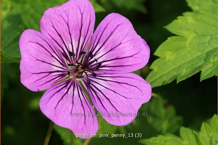 Geranium wallichianum 'Pink Penny'®
