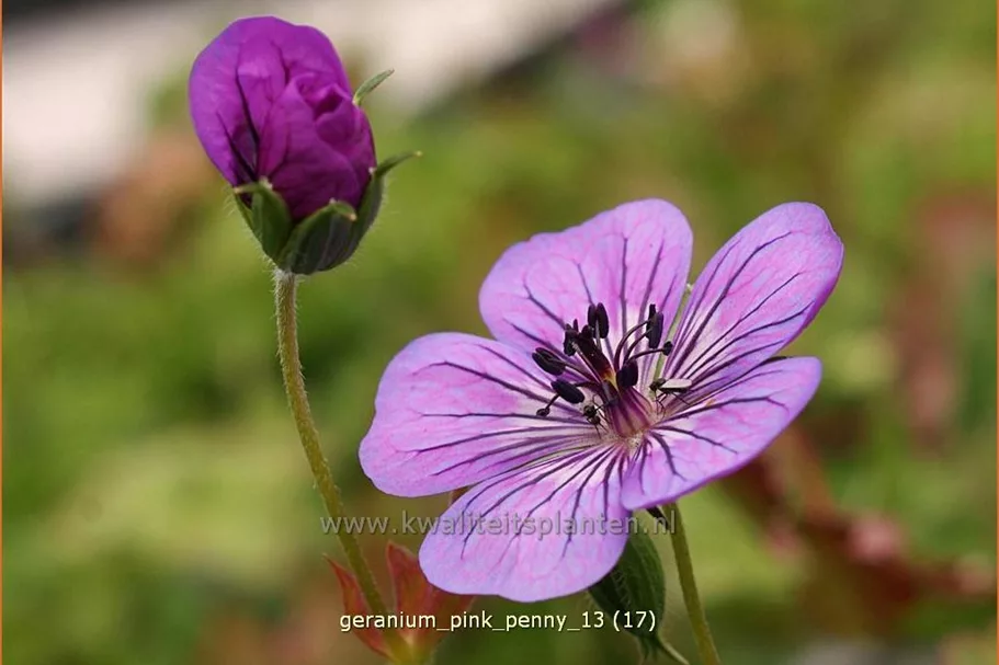 Geranium wallichianum 'Pink Penny'®