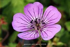 Geranium wallichianum 'Pink Penny'®