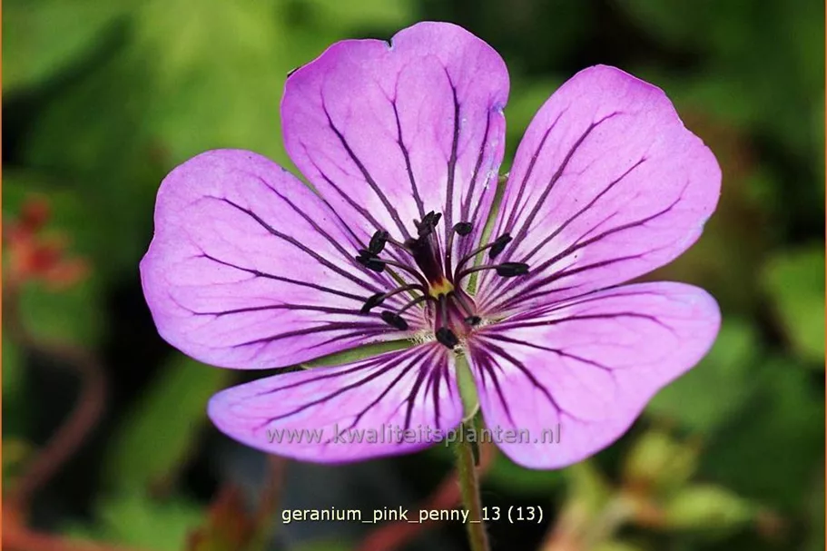 Geranium wallichianum 'Pink Penny'®