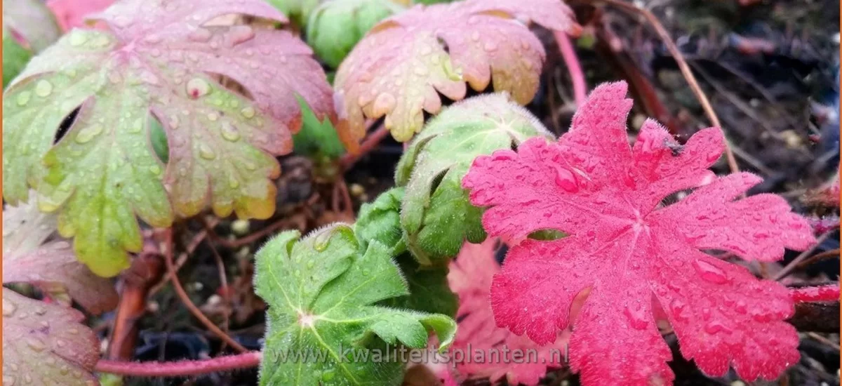 Geranium macrorrhizum 'Ingwersen´s Variety'