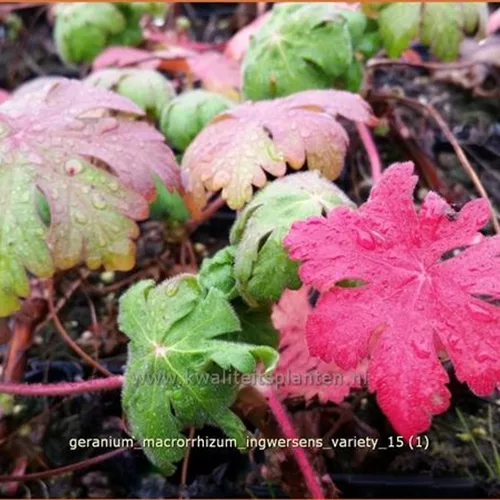 Geranium macrorrhizum 'Ingwersen´s Variety'