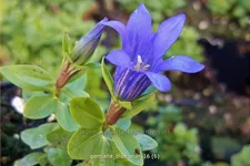 Gentiana 'Blue Star'