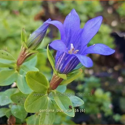 Gentiana 'Blue Star'