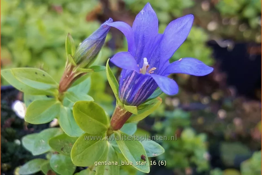 Gentiana 'Blue Star'