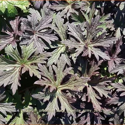 Geranium pratense 'Black 'n White Army'