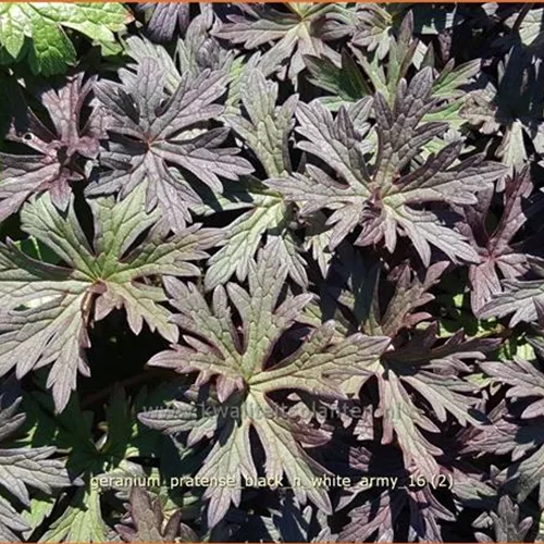 Geranium pratense 'Black 'n White Army'