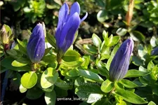 Gentiana 'Blue Star'