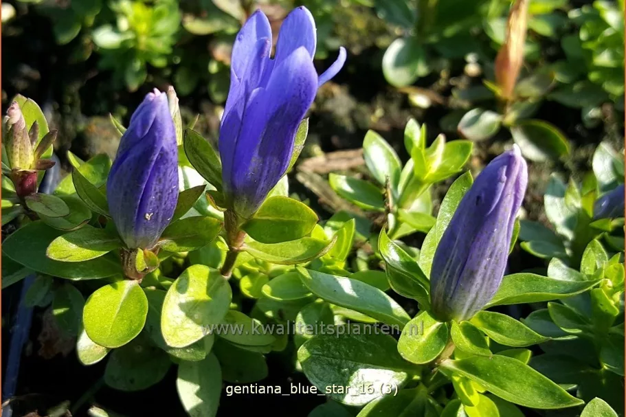 Gentiana 'Blue Star'