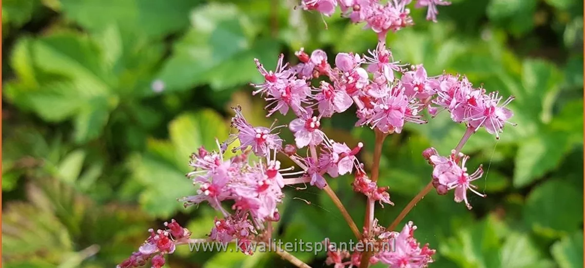 Filipendula palmata 'Rosa Schleier'
