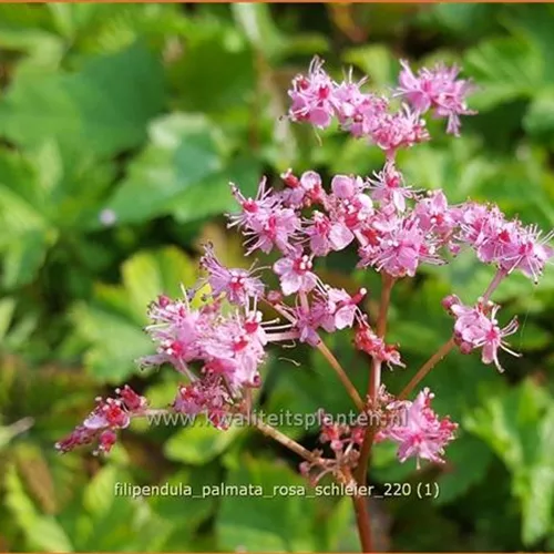 Filipendula palmata 'Rosa Schleier'