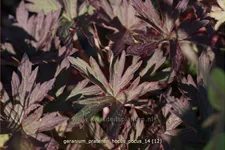 Geranium pratense 'Hocus Pocus'