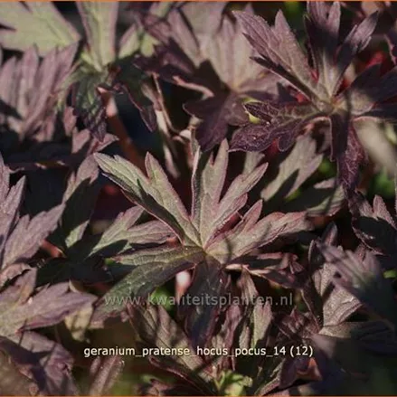 Geranium pratense 'Hocus Pocus'