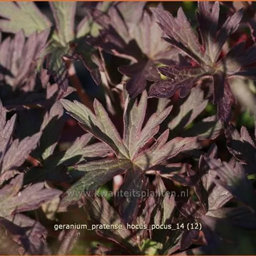 Geranium pratense 'Hocus Pocus'