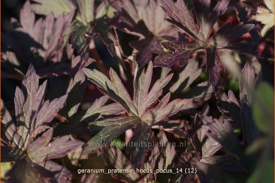 Geranium pratense 'Hocus Pocus'