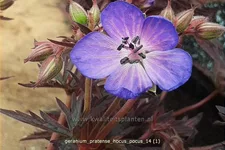 Geranium pratense 'Hocus Pocus'