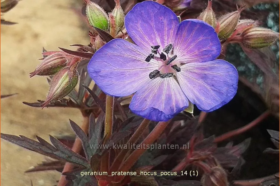 Geranium pratense 'Hocus Pocus'