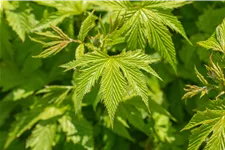 Filipendula purpurea 'Elegans'