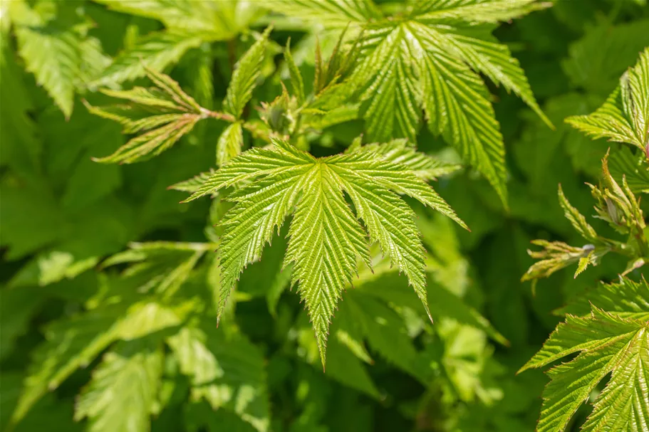 Filipendula purpurea 'Elegans'
