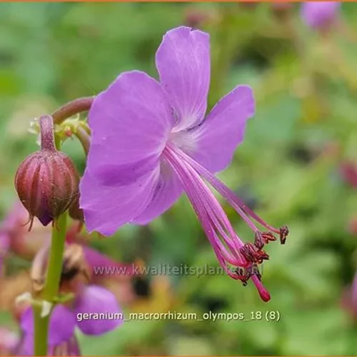 Geranium macrorrhizum 'Olympos'
