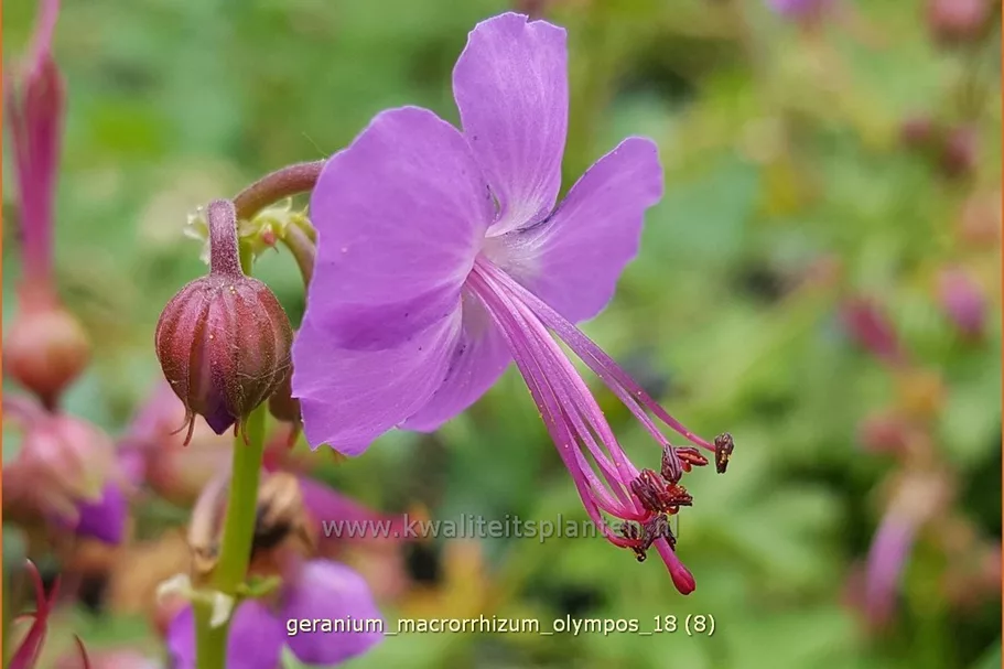 Geranium macrorrhizum 'Olympos'