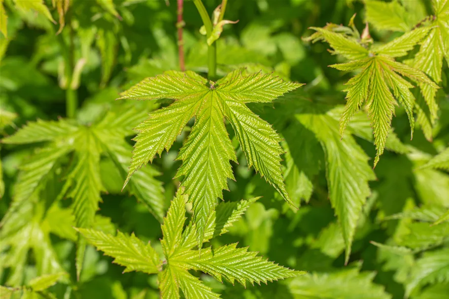 Filipendula purpurea 'Elegans'