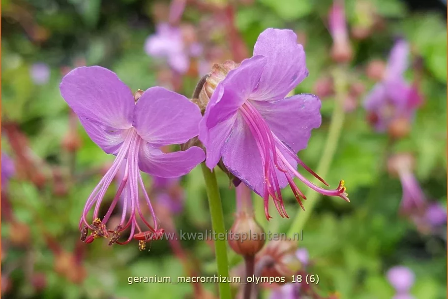 Geranium macrorrhizum 'Olympos'