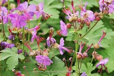 Geranium macrorrhizum 'Olympos'