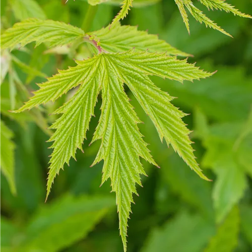 Filipendula purpurea 'Elegans'